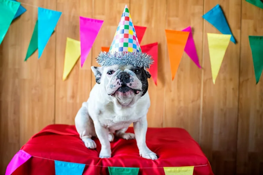 Pet dog birthday wishes