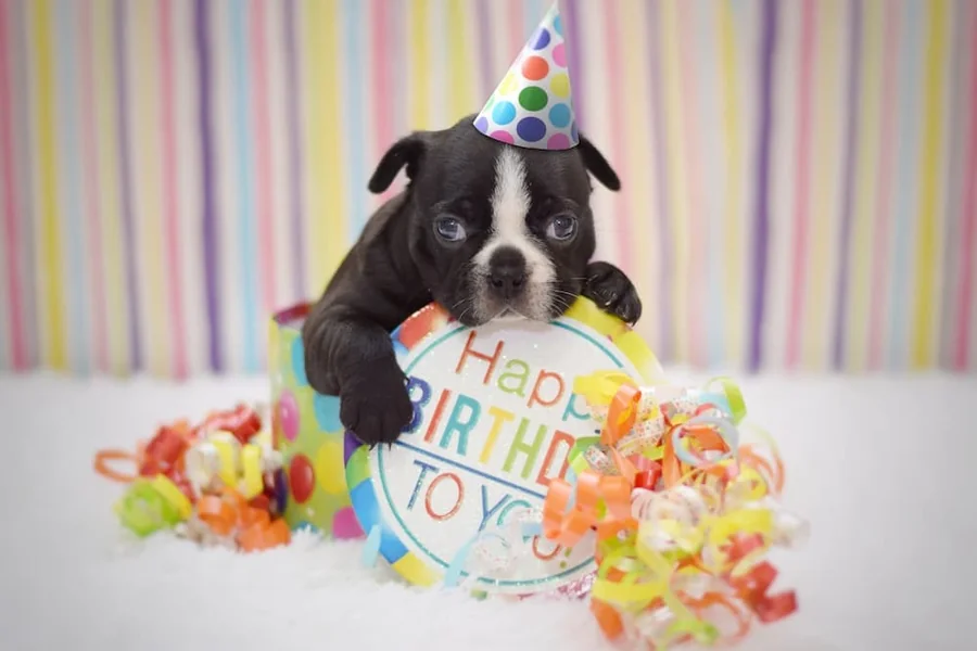 dog birthday wishes in english