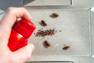 Roaches